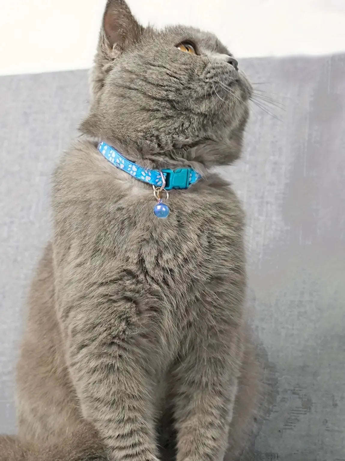 Collier Coloré pour Chat avec Clochette